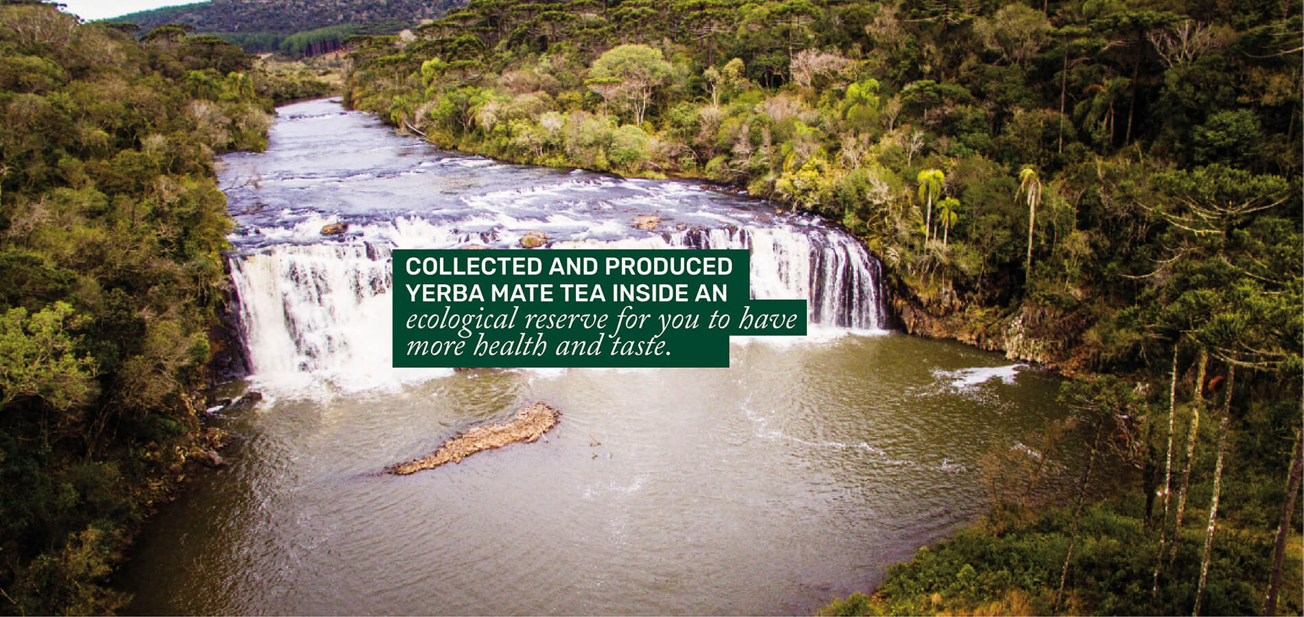 Yerba mate produced and harvested within an ecological reserve