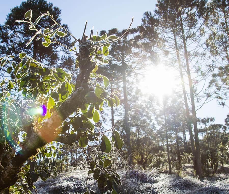 Dawn with frost  in Yerba Mate Forest