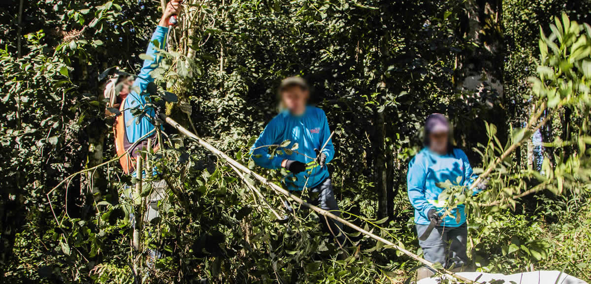 Extraction Yerba Mate