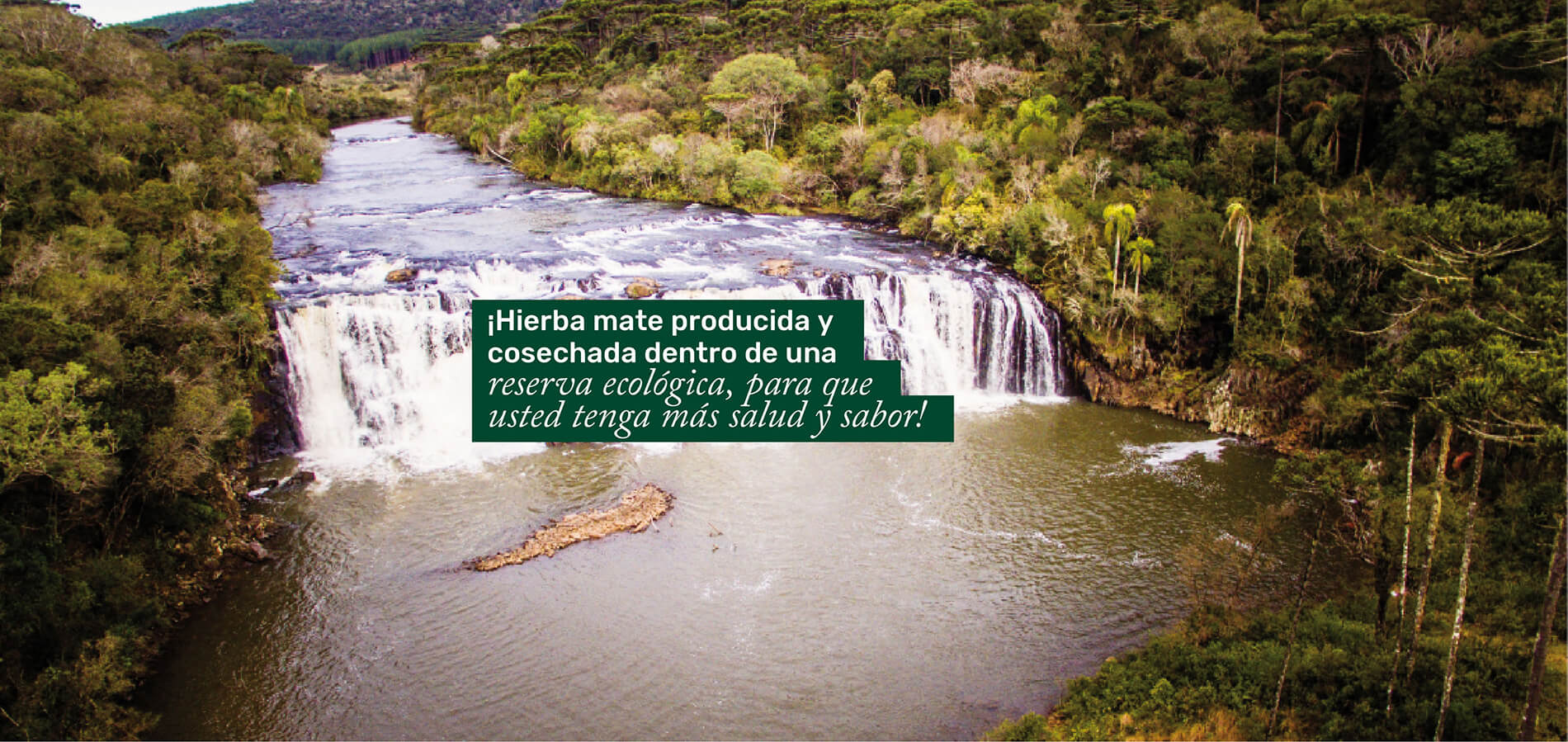 Yerba mate producida y cosechada dentro de una reserva ecológica