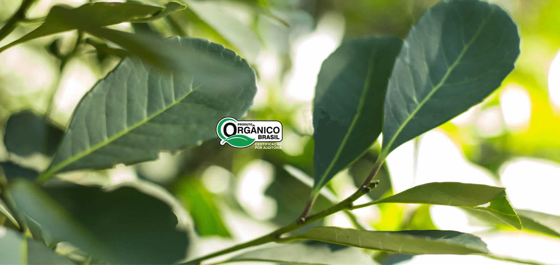 Yacuy - Producto organico