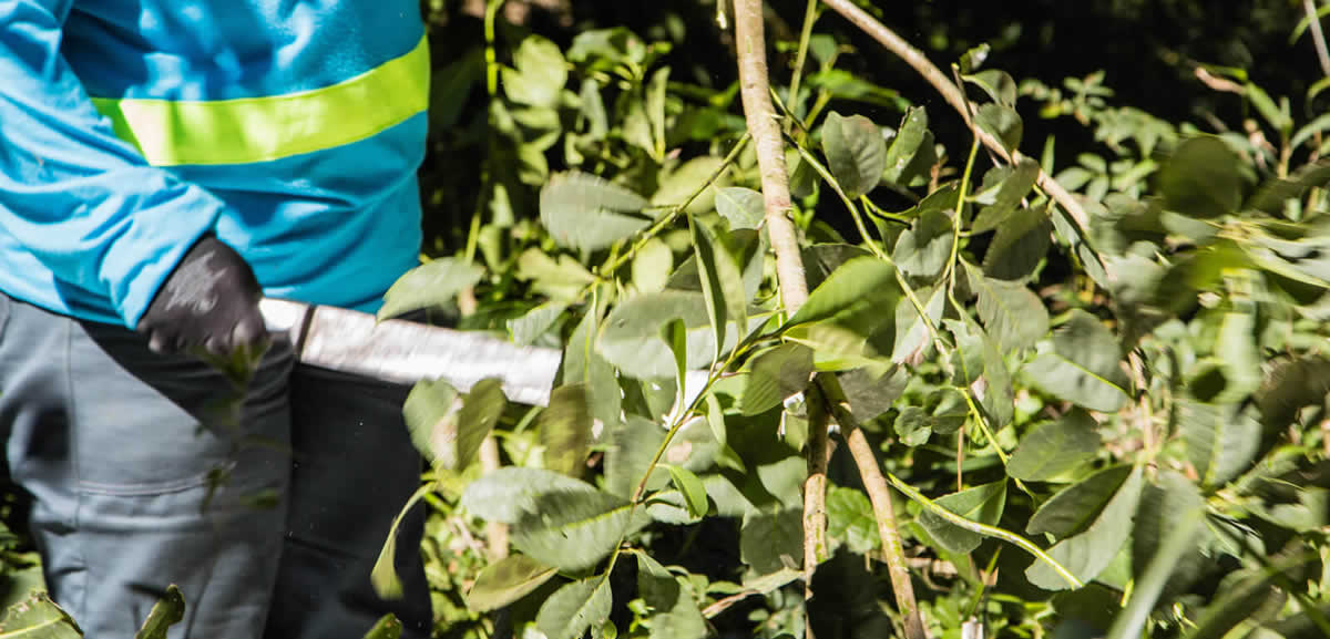 Hoja Yerba Mate