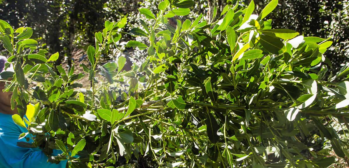 Hoja Yerba Mate