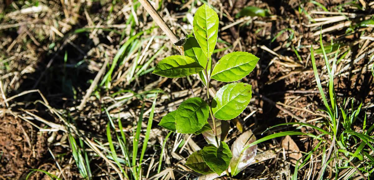 Pequeño Yerba Mate