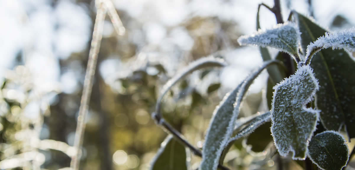 Yerba Mate con escarcha